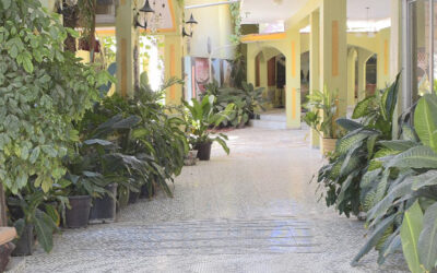 Hallway and plants